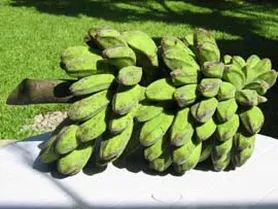 Philippines: Saba Bananas