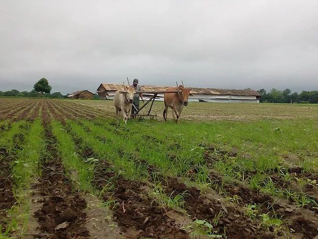A Burmese peasant is cultivating crops