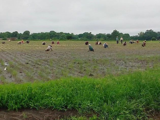 Burmese peasants weeding a rice field